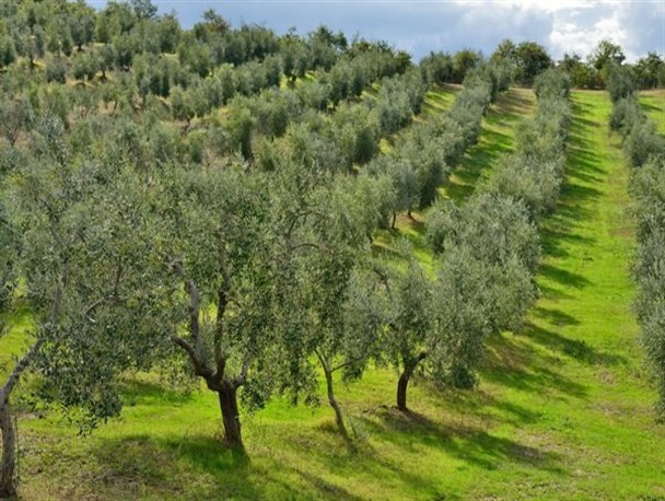 شناسایی ۱۱۰ هزار هکتار از اراضی شیبدار گلستان برای درختکاری  