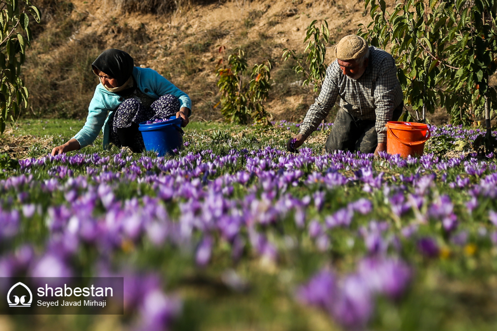 اشتغالزایی خانگی با کشت زعفران در کانون امام جواد(ع) روستای شویر