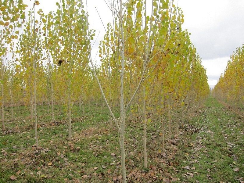 توسعه جنگل کاری و زراعت چوب در استان ایلام موفقیت آمیز بوده است