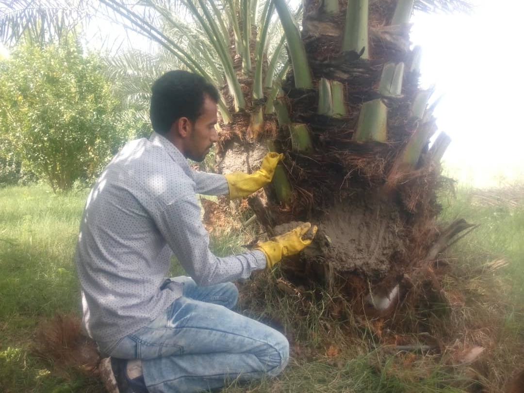 شناسایی ۶۷۸ نفر خرما آلوده به آفت سرخرطومی حنایی در منوجان    