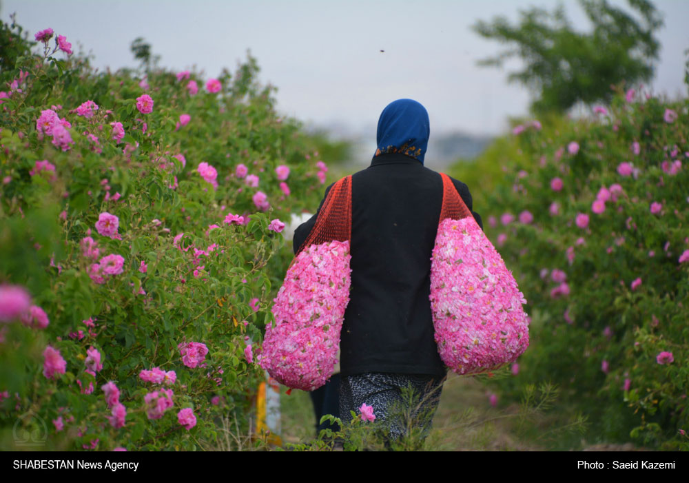 گل محمدى از سطح ۴.۵ هكتار از اراضى كشاورزى برداشت شد