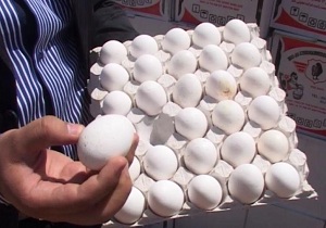 توزیع تخم مرغ با نرخ مصوب در کشور آغاز شد 
