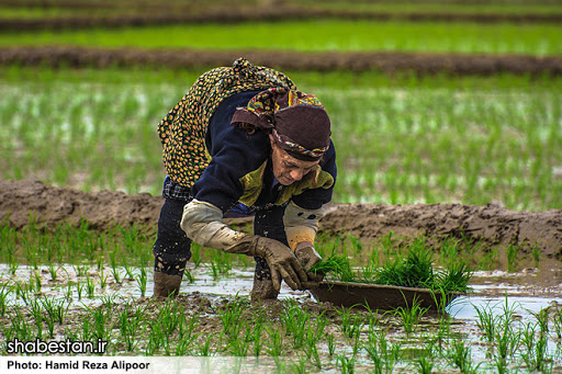 مجوز کشت برنج در ۴۰۰ هکتار از کشتزارهای خراسان شمالی صادر شد