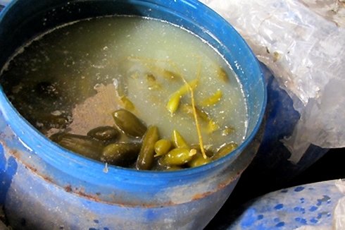 بسیاری از خیارشورهای روستای زوارم شیروان به فروش نرسید