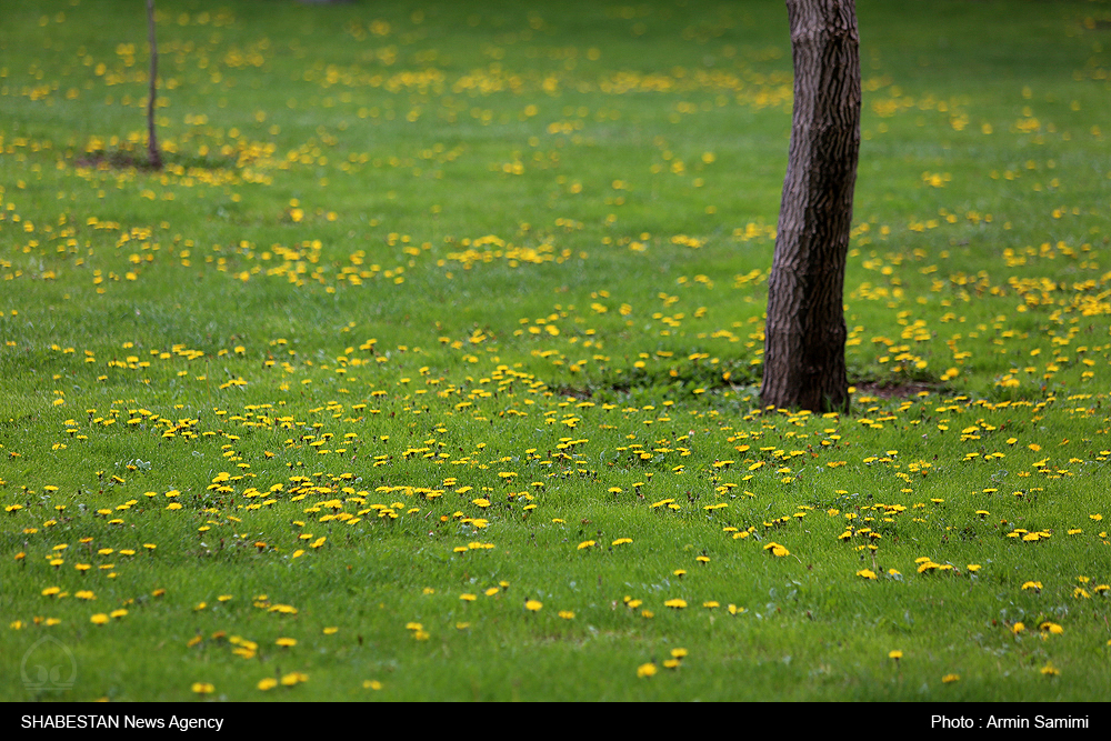 اجرای عمليات پاكسازي گیاهان خودرو در بوستان‌های منطقه ۱۵