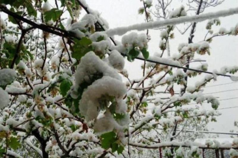 خسارت ۶۰۰ میلیاردی سرمازدگی به محصولات زراعی و باغی خرمبید