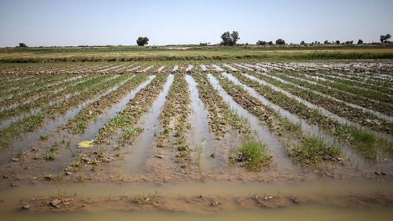 خسارت ۱۶۸ میلیارد تومانی طوفان به کشاورزی فسا