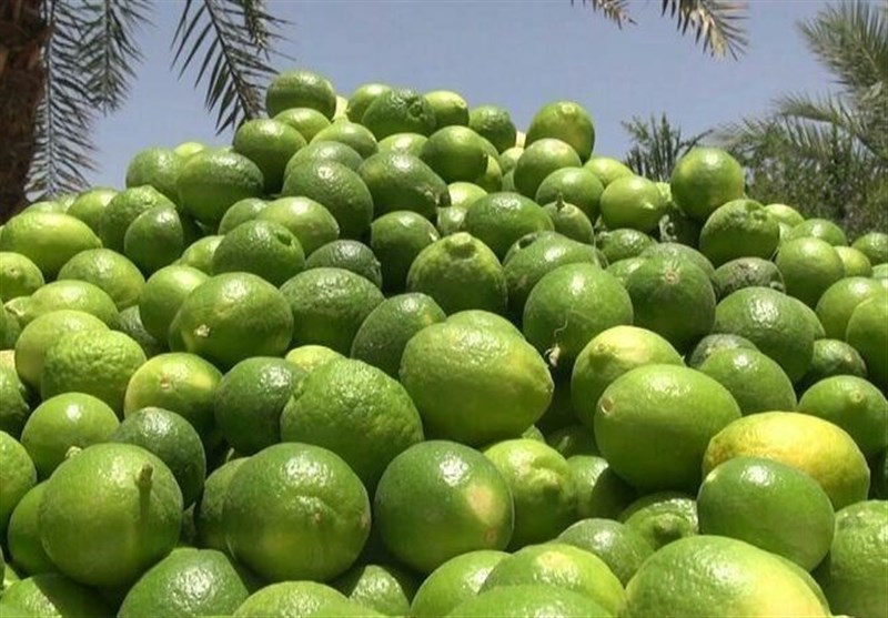 ارسال بیش از ۱۳۰ هزار تن لیمو ترش به میادین میوه کشور
