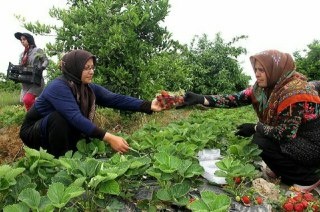 آغاز برداشت توت فرنگی در بیش از ۱۳۰ هکتار زمین گیلان