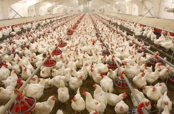 سالن پرورش مرغ گوشتی در راسک به بهره برداری رسید