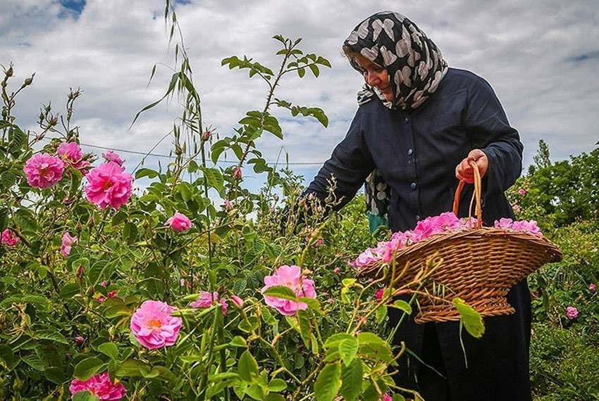 رسم گلابگیری در «سیمای خانواده»