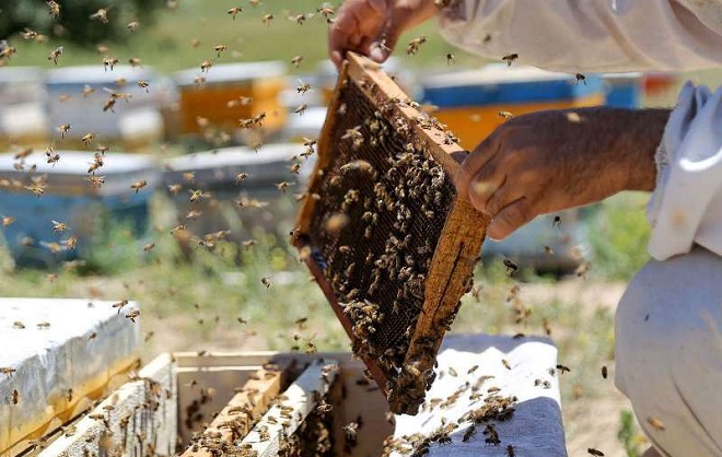 ارزآوری بالای تولید ژل «رویال» در زنبورستان ها 