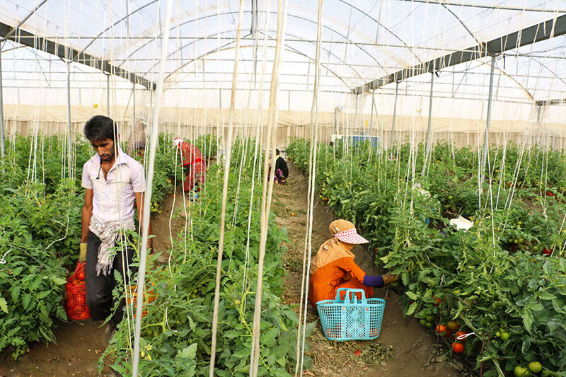 سرمایه گذاران سرگردان در نهضت گلخانه ای خراسان جنوبی  