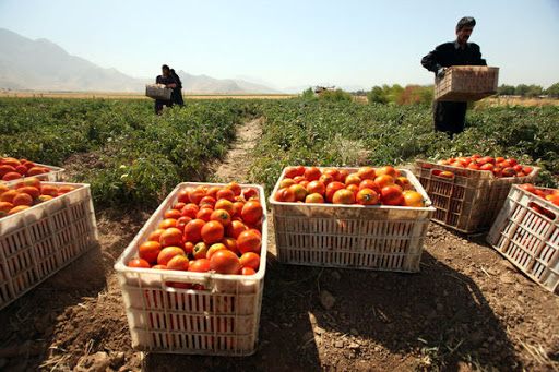 طرح «یاوران تولید» ضامن امنیت غذایی کشور است