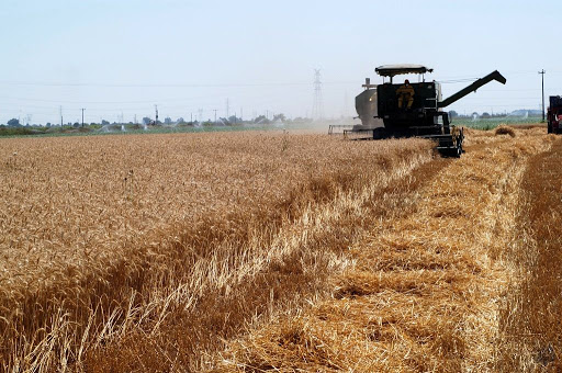 ۵ هزار تن گندم از اراضی کشاورزی میرجاوه برداشت می شود