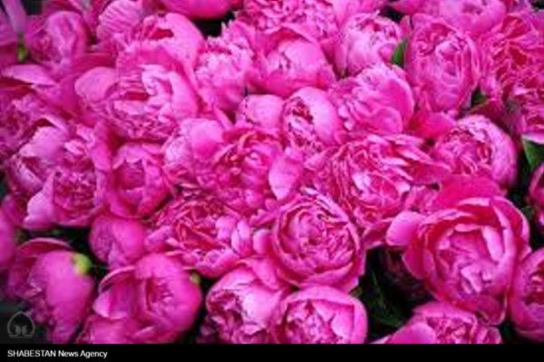 پیش بینی برداشت ۱۵۰ تن گل محمدی از باغ های جهرم  