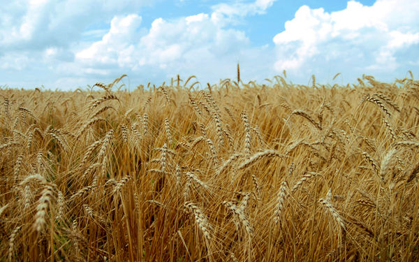  خیز شرکت تعاونی تولیدی روستای مایوان برای فرآوری بذر تولیدی