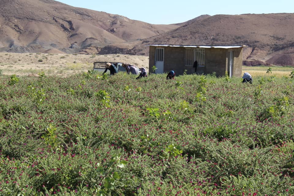 اتمام احداث و بازسازی جاده بین مزارع در روستای «علی آباد» کوار