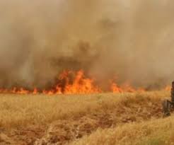  آتش سهل انگاری بر دسترنج کشاورزان خرمبید