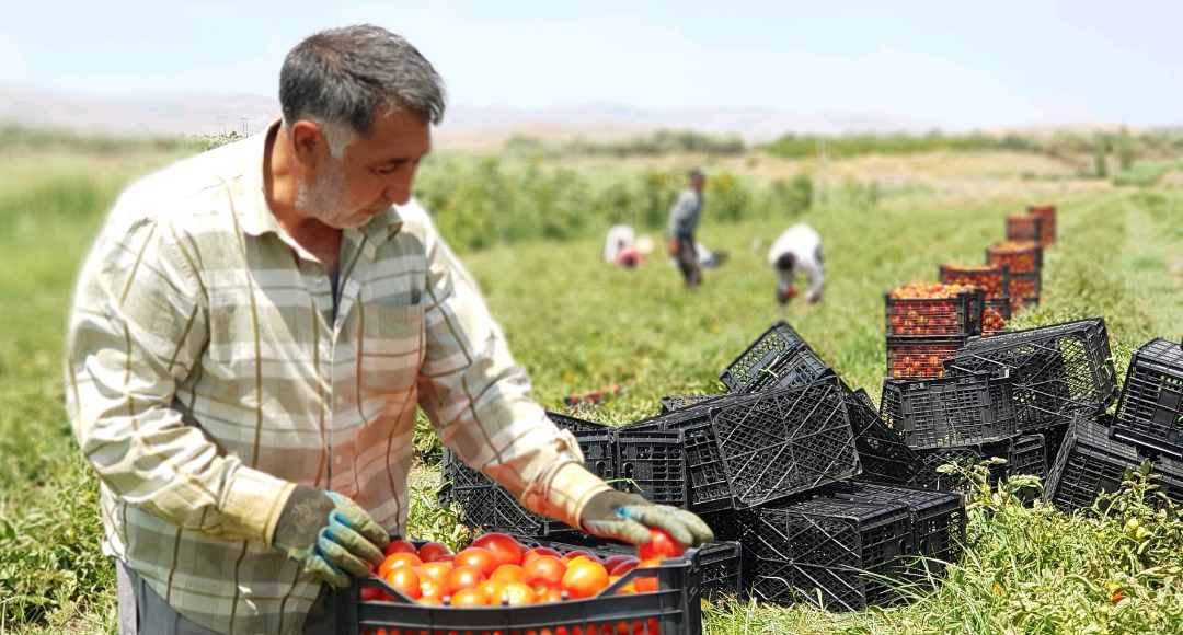 ۱۸ هزار شغل برکت در بخش کشاورزی کردستان