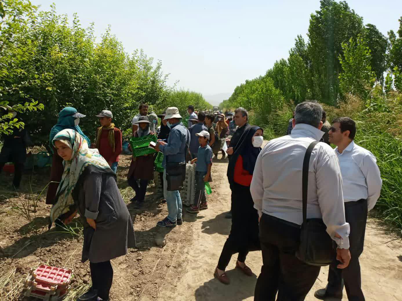 بزرگترین باغ موقوفه کشور مرهمی بر درد بیکاری آزادشهر  