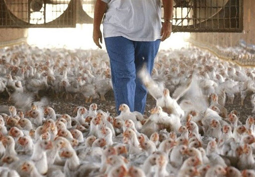  واحد مرغ تخمگذار فاروج ۲۰ درصد نیاز خراسان شمالی را تامین می کند 