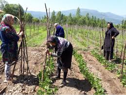 کشت ۱۷۰۰ هکتاری لوبیا در آذربایجان غربی