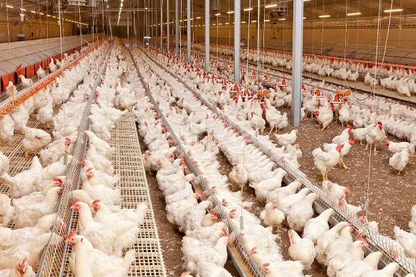 صادرات ۱۳ میلیون دلاری مرغ در سه ماهه نخست سال