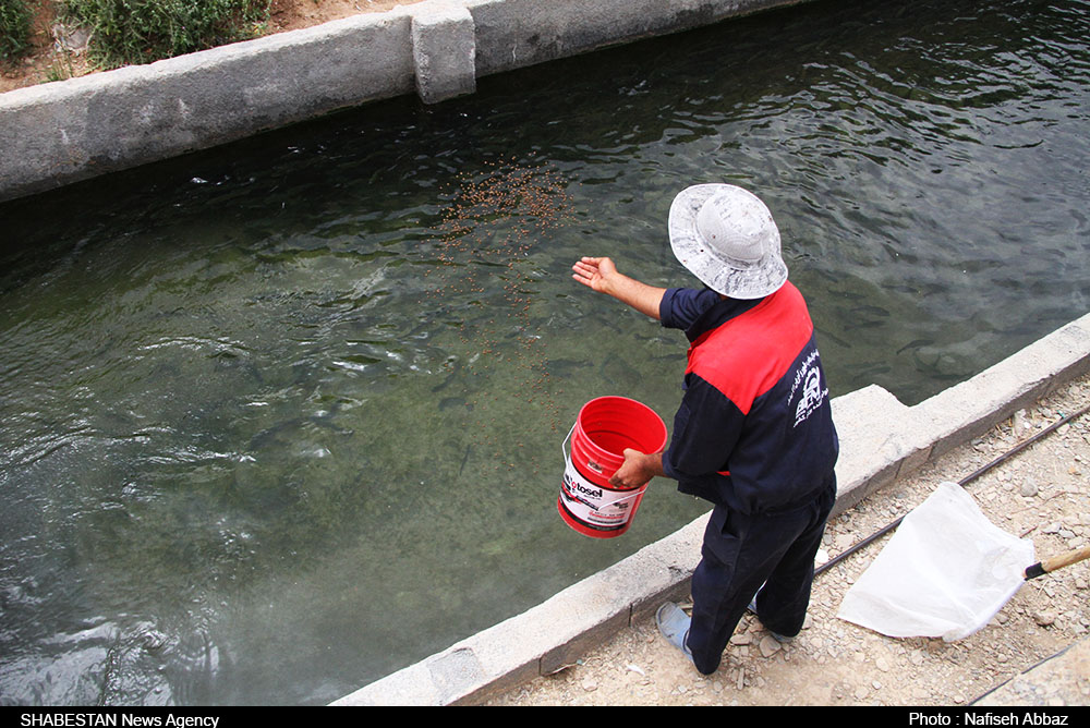  رهاسازی ۳۰ هزار بچه ماهی در استخرهای پرورش ماهی تفتان