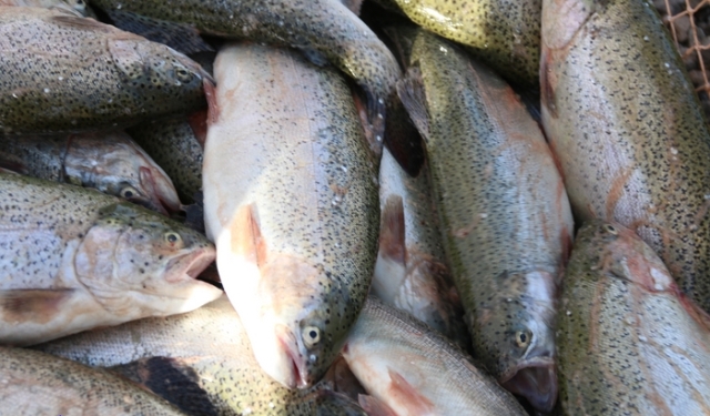 ۳ هزار تن انواع ماهی سردابی در استان ایلام تولید شد