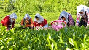  توسعه باغ ها در راستای اقتصاد مقاومتی/۲۵درصد محصولات کشاورزی گیلان در حوزه باغبانی است