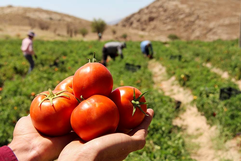  بازار، سطح زیر کشت گوجه فرنگی را کاهش داد 