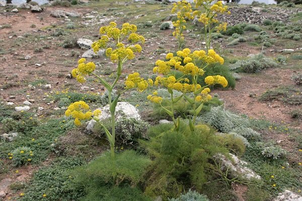 جمع آوری گیاه باریجه از سطح ۸۰ هکتار عرصه های طبیعی 