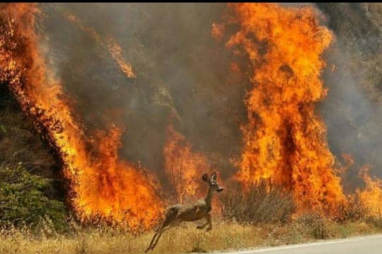 بالغ بر ۶ هکتار از عرصه های جنگلی توسکستان در آتش سوخت/ اعزام بالگرد آب پاش از تهران برای مهار آتش  
