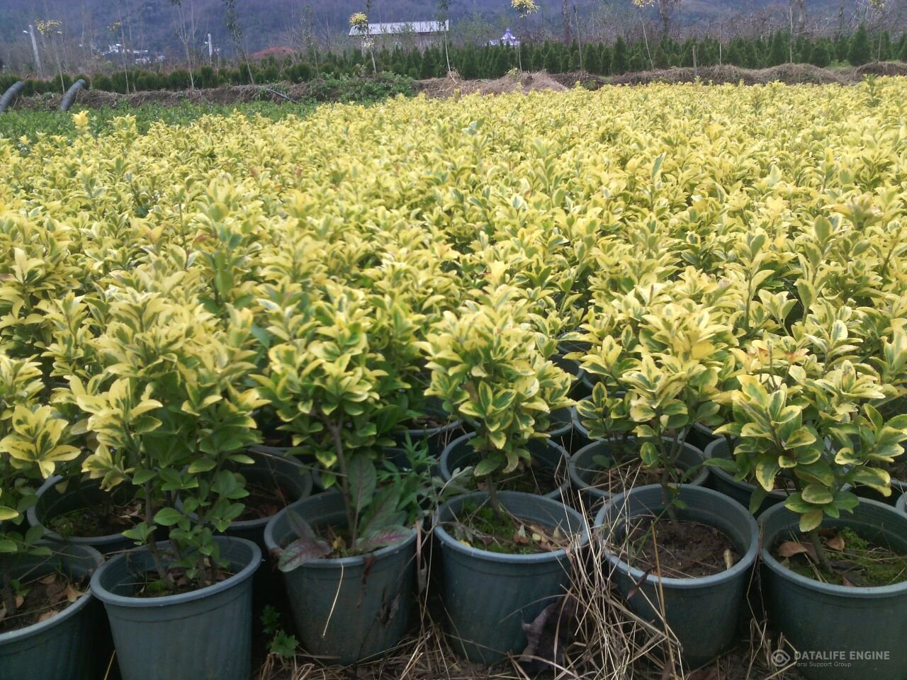 تغییر کاربری باغ های کیوی و خاک نباتی قاسم آباد که به دیگر استان ها می رود