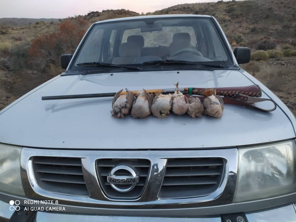 دستگیری شکارچی پرندگان وحشی در جیرفت
