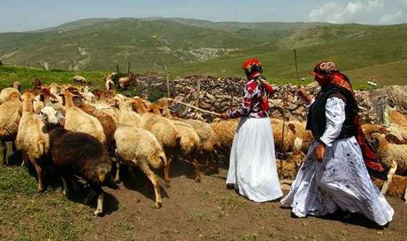 عشایر رفسنجان سالانه بیش از هزار تُن گوشت تولید می کنند