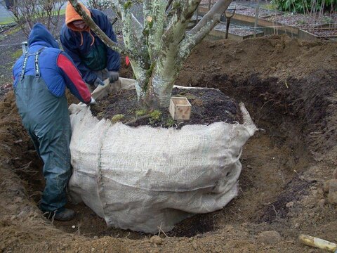 کاشت درختان روتبال در قطعه متوفیان کرونایی بجنورد آغاز شد 