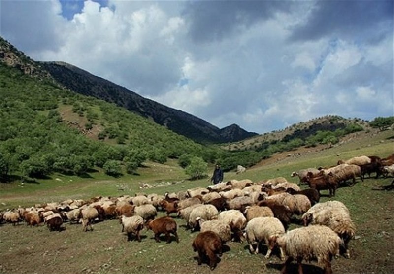 دامداران گلستانی پروانه چرای دام خود را تمدید کنند