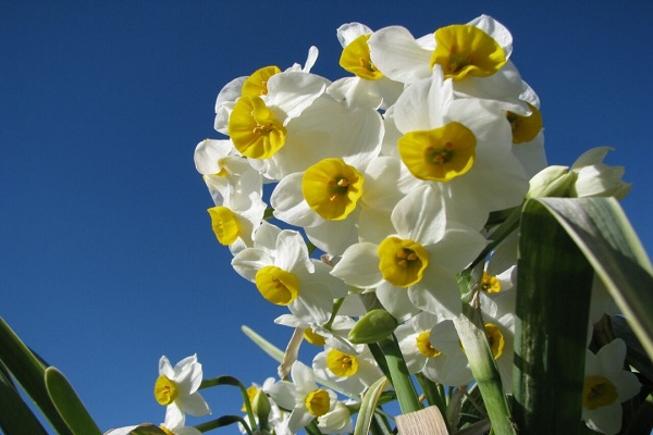 جشنواره «گل نرگس» در شهرستان خفر برگزار می شود