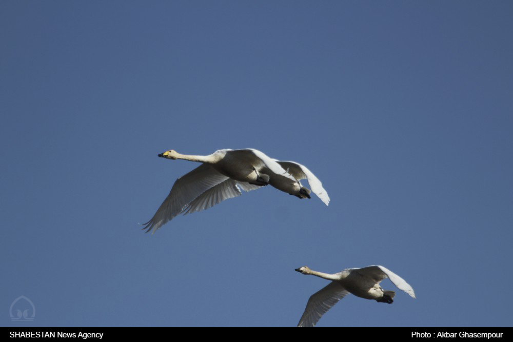 میزبانی گیلان از حدود ۲۲۰ هزار پرنده مهاجر آبزی و کنار آب زی