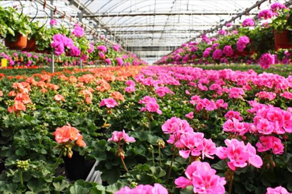 سالانه بیش از یک میلیون انواع گل در گلخانه شهرداری تولید می شود