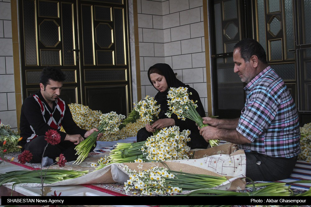 ناز نرگس در گل دهی/ بیمه نرگس طرفدار ندارد  