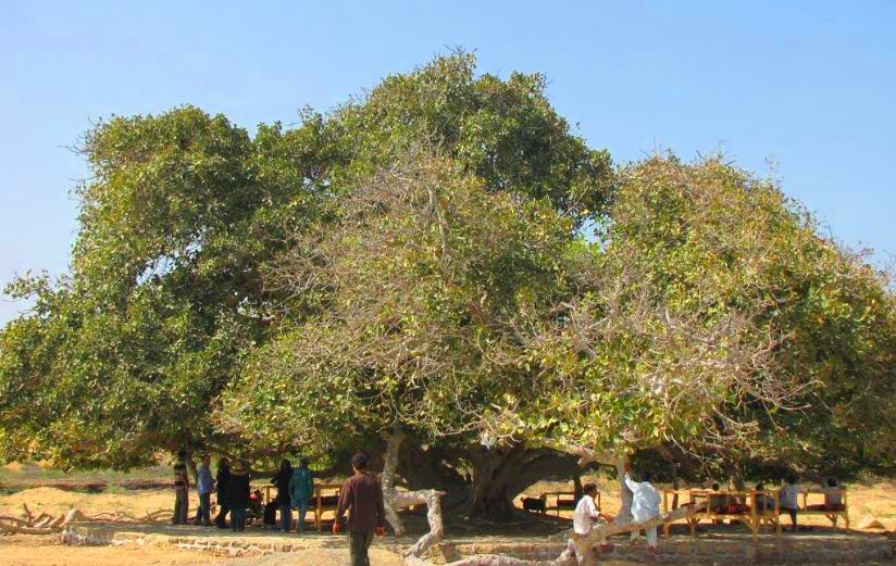 درخت انجیر معابد در فهرست آثار ملی ثبت می شود 