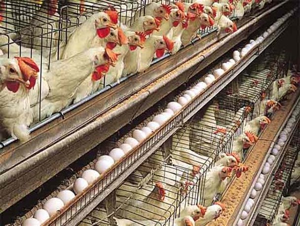 بهره برداری و کلنگ زنی تولید مرغ گوشتی در لارستان به مناسبت دهه فجر