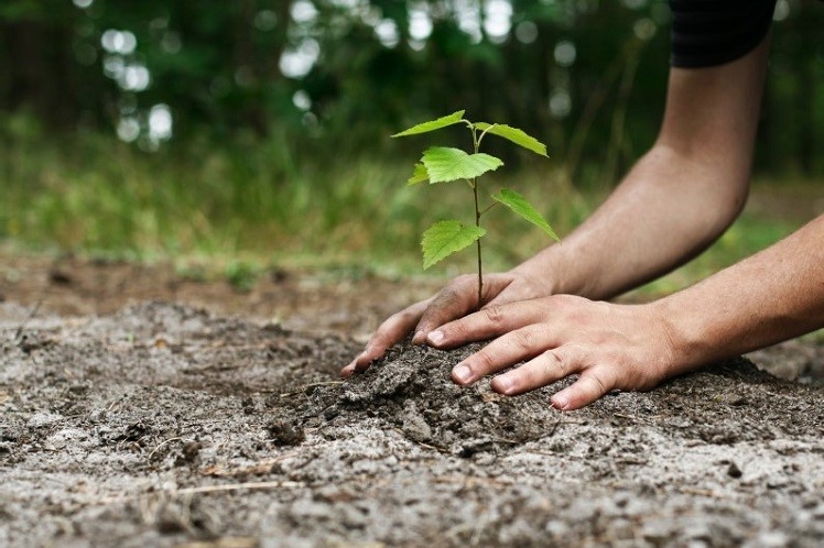 کاشت ۵۰۰ اصله درخت حکم قاضی علی آبادی برای محکوم به حبس