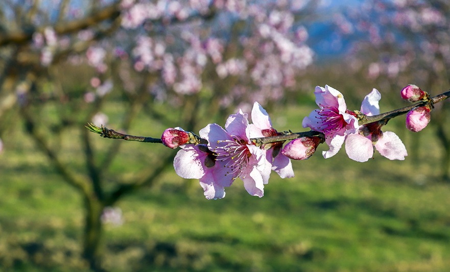 آغاز بهار و یادآوری قیامت 