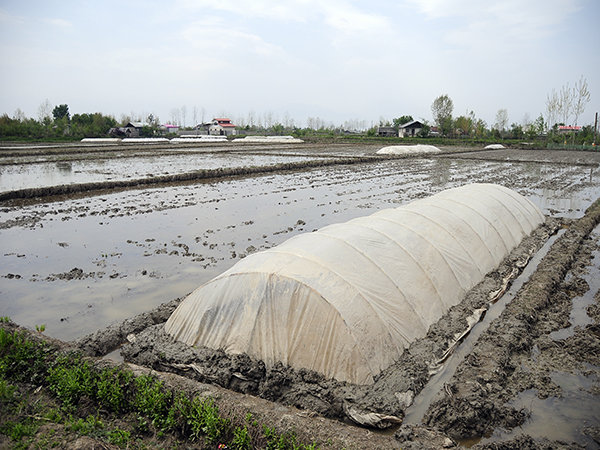 نخستین خزانه گیری برنج در بندر آستارا انجام شد