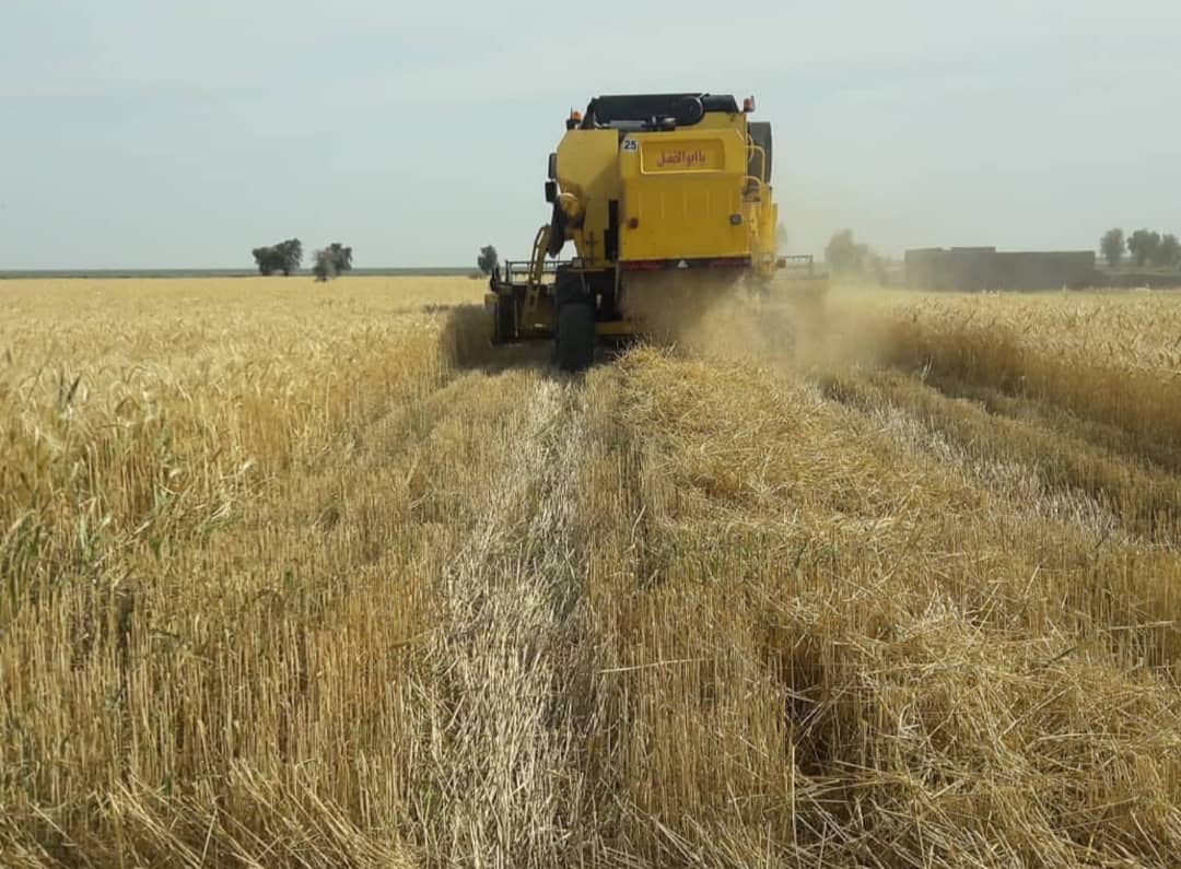پیش بینی می شود ۴۰  هزار تُن گندم از اراضی کشاورزی برداشت شود