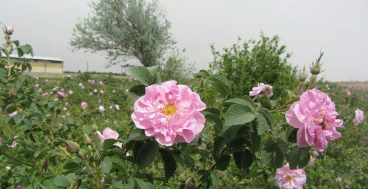 آغاز برداشت «گل محمدی» در گلستان های ابوزیدآباد  